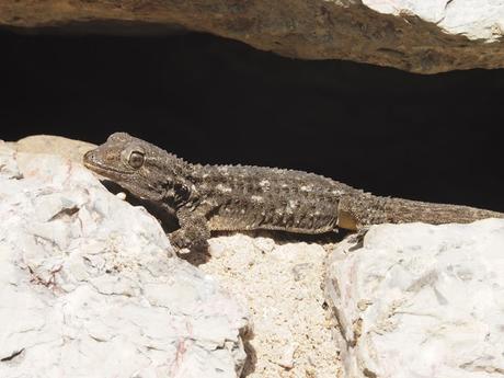 Sabadell - Torrent de Colobrers - Ermita de Togores - Torre del Canonge - Sabadell