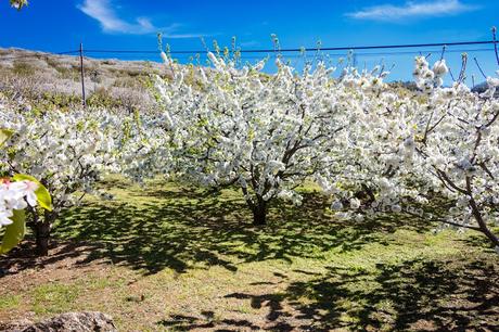 El Valle del Jerte en floración (III). Sumérgete en el mar blanco de cerezos de Valdastillas