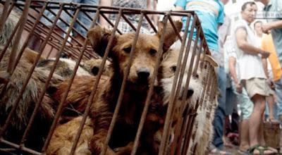 TAIWÁN HA PROHIBIDO MEDIANTE UNA LEY EL CONSUMO DE CARNE DE PERROS Y GATOS