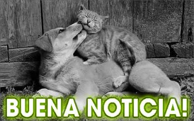 TAIWÁN HA PROHIBIDO MEDIANTE UNA LEY EL CONSUMO DE CARNE DE PERROS Y GATOS