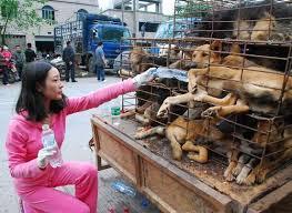 TAIWÁN HA PROHIBIDO MEDIANTE UNA LEY EL CONSUMO DE CARNE DE PERROS Y GATOS