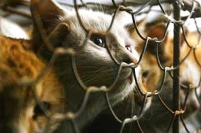 TAIWÁN HA PROHIBIDO MEDIANTE UNA LEY EL CONSUMO DE CARNE DE PERROS Y GATOS