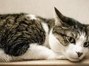 Reconoce Síntomas Leucemia Gatos. Como Puedes Cuidar Mascota Padece.