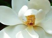 flor magnolio