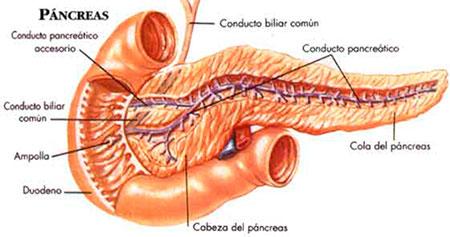 Anatomía del páncreas