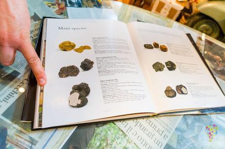 Conociendo la variedad de trufas en la casa Savini Tartufi en Palaia, La Valdera