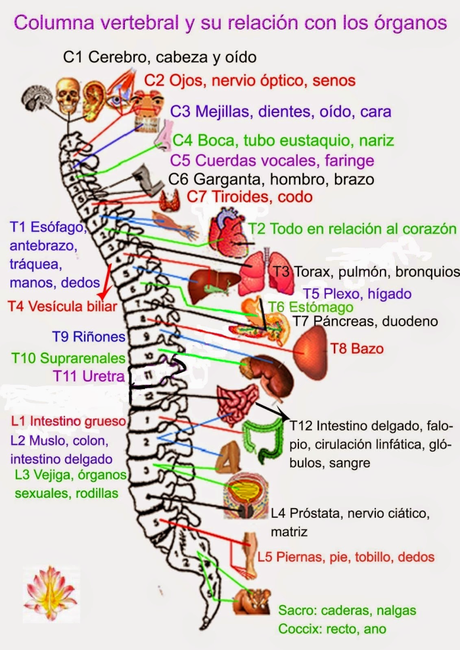 La osteopatía en las enfermedades inflamatorias intestinales