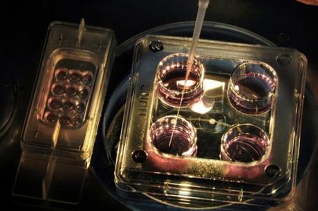 En diez años existirán úteros artificiales, según el investigador Jan Tesarik #Ciencias #Medicina #Salud