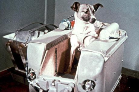 Laika, la terrible historia del primer perro #cosmonauta #Animales #mascotas