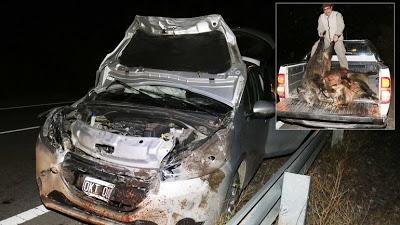 Un auto embistió cuatro jabalíes sobre la Ruta 40