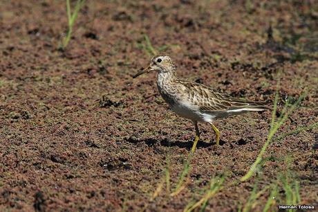 Playerito pectoral entre los Azolla