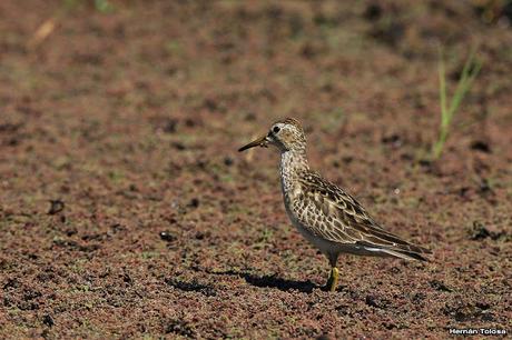 Playerito pectoral entre los Azolla