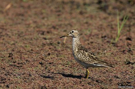 Playerito pectoral entre los Azolla