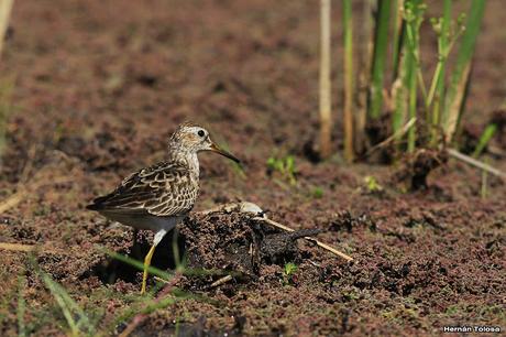 Playerito pectoral entre los Azolla