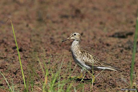 Playerito pectoral entre los Azolla