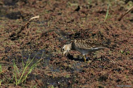 Playerito pectoral entre los Azolla