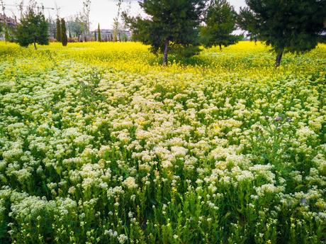 La primavera irrumpe con fuerza y nos llena de color