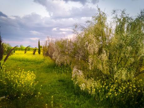 La primavera irrumpe con fuerza y nos llena de color