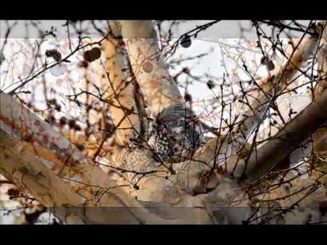 LA QUINTA DEL DUQUE DEL ARCO: