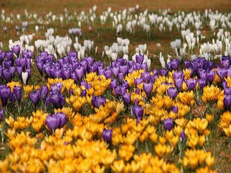 Visita Mainau: La Isla Paraíso De Jardínes y Flores