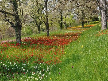 Visita Mainau: La Isla Paraíso De Jardínes y Flores