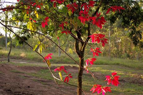 BOBÓ DE CAMARÃO #CocinasdelMundoBrasil