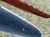 Aguijón abeja, punta alfiler stinger, pin.