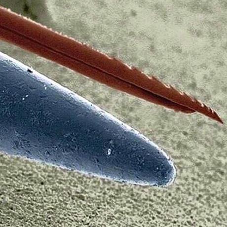 AGUIJÓN DE ABEJA, PUNTA DE ALFILER - BEE STINGER, TIP OF A PIN.