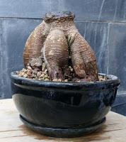 Ficus Ginseng : todo sigue igual ?