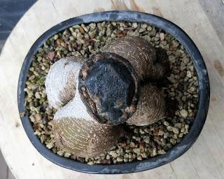 Ficus Ginseng : todo sigue igual ?