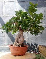 Ficus Ginseng : todo sigue igual ?