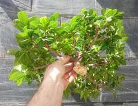 Ficus Ginseng : todo sigue igual ?
