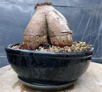 Ficus Ginseng : todo sigue igual ?