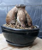 Ficus Ginseng : todo sigue igual ?