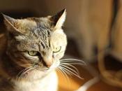 Distemper Gatos: Infección Viral Mucho Cuidado