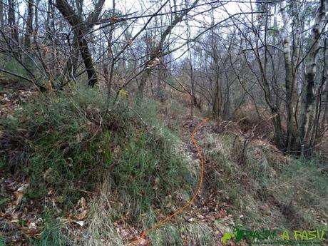 Alto la Corona o Pico La Ablanosa: Sendero en la zona alta del bosque