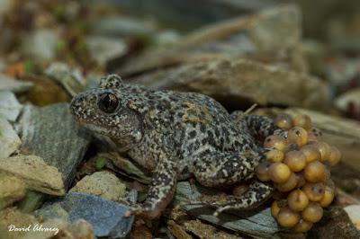 El sapo partero, una rareza entre los anfibios
