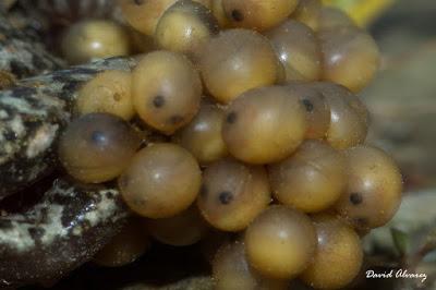 El sapo partero, una rareza entre los anfibios