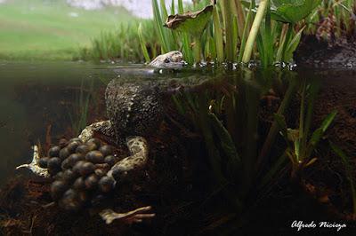 El sapo partero, una rareza entre los anfibios