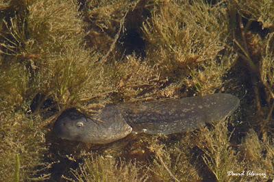 El sapo partero, una rareza entre los anfibios