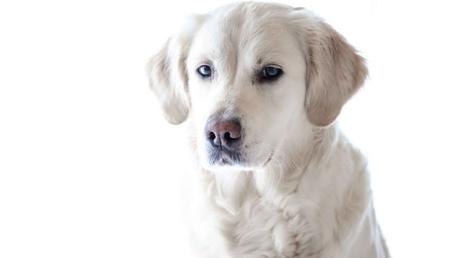 Los cachorritos aprecian que les hables como a un bebé, pero los perros adultos no #Animales #Mascotas