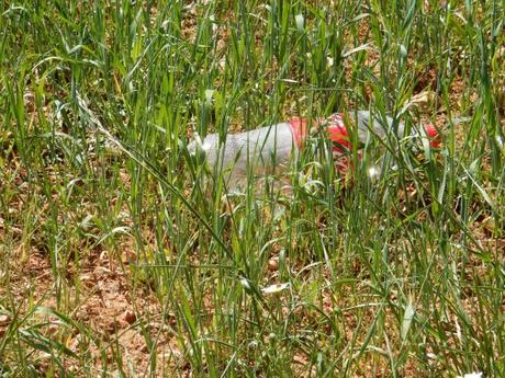 Las amapolas rojas…