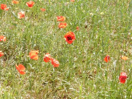 Las amapolas rojas…