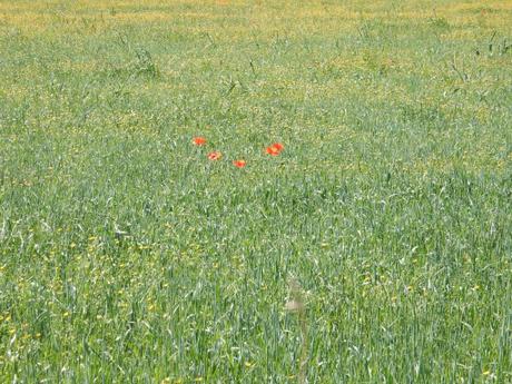 Las amapolas rojas…