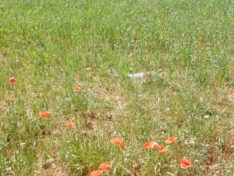 Las amapolas rojas…