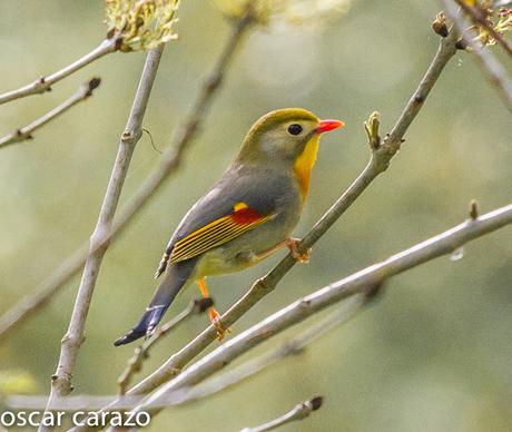 LEIOTRIX LUTEA,RUISEÑOR DEL JAPON, DOBLE MALDITO.