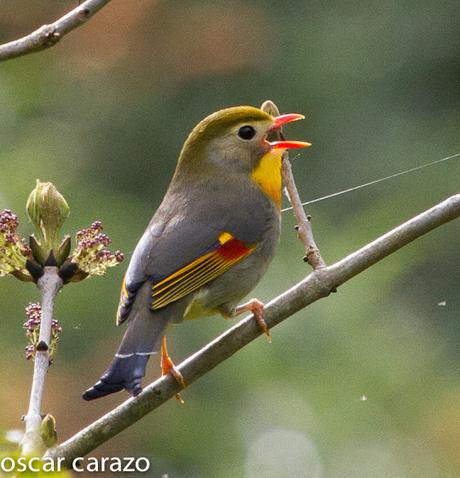 LEIOTRIX LUTEA,RUISEÑOR DEL JAPON, DOBLE MALDITO.