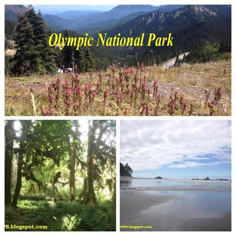 Parque Nacional Olympic (Viaje por el Noroeste de los Estados Unidos XVII)