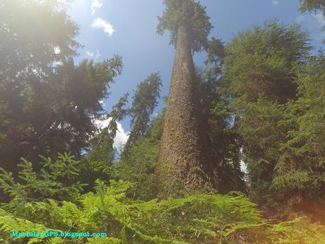 Parque Nacional Olympic (Viaje por el Noroeste de los Estados Unidos XVII)