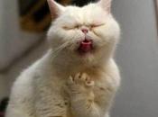 Como Actuar Ante Posible Envenenamiento Gatos. Primeros Auxilios.